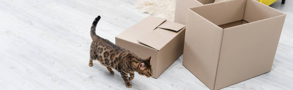 High angle view of bengal cat walking near cardboard boxes at home, banner  - 写真・画像