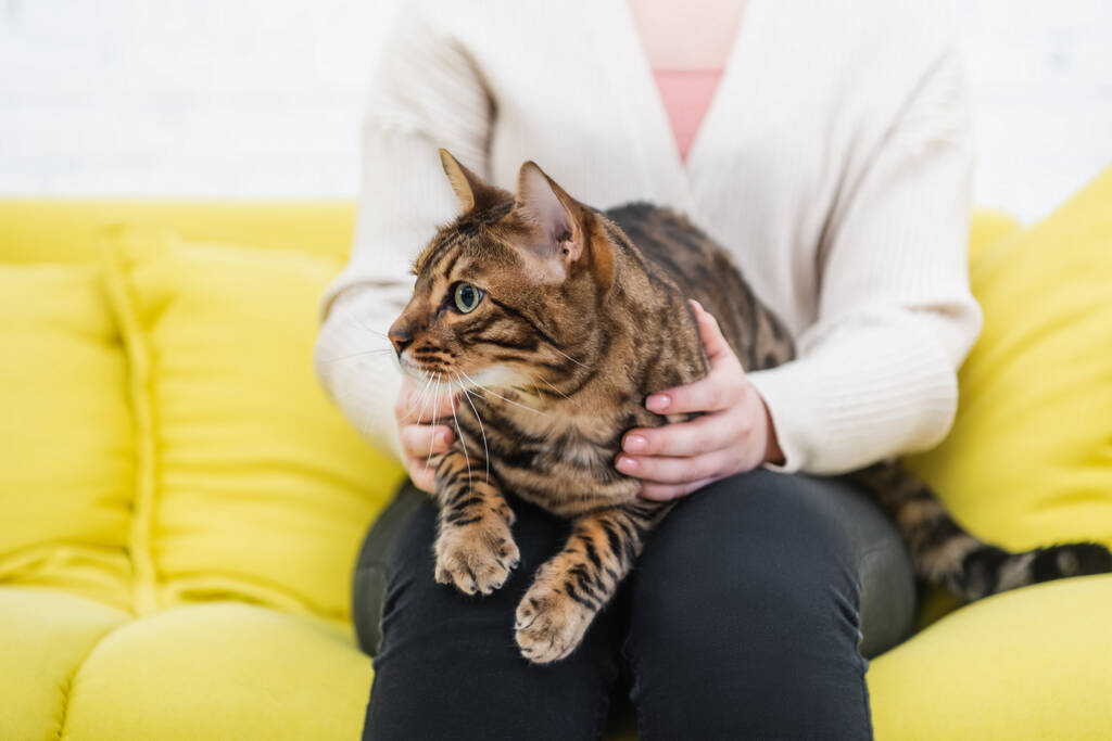 Cropped view of bengal cat sitting on blurred woman on couch  - Valokuva, kuva