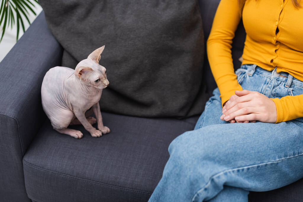Καλλιεργημένη θέα της γάτας του σφίγγα που κάθεται κοντά σε γυναίκα στον καναπέ  - Φωτογραφία, εικόνα