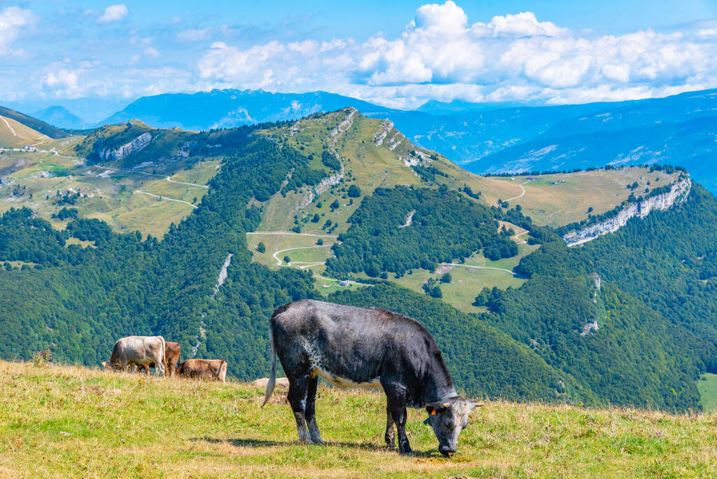 Корови, що пасуться на Монте - Балдо (Італія).. - Фото, зображення