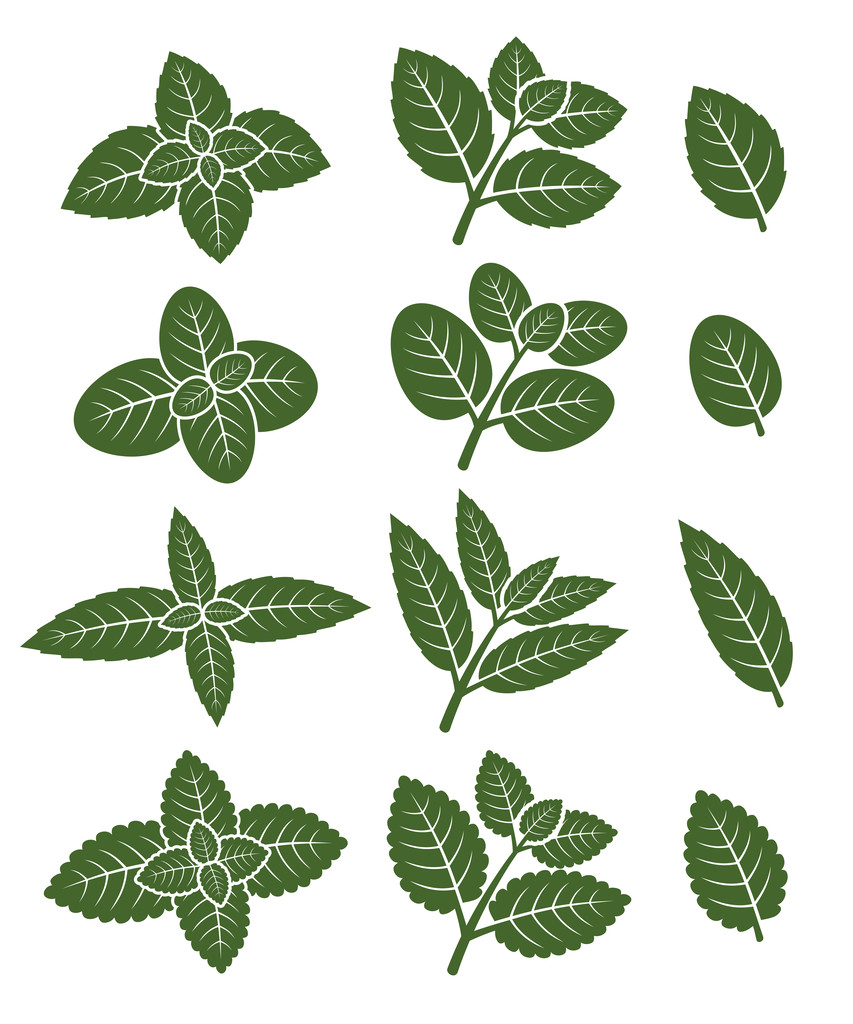 Conjunto de etiquetas de folhas de hortelã
 - Vetor, Imagem