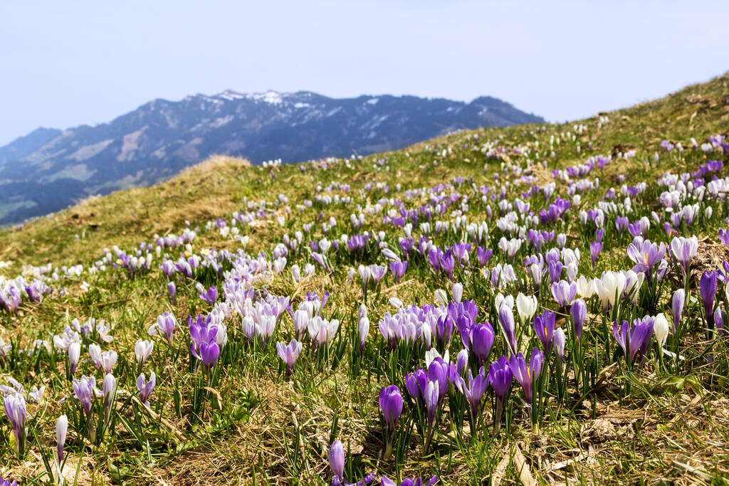 Mor ve beyaz Crocus alp çiçekleri Alp dağlarında baharda çiçek açar. - Fotoğraf, Görsel