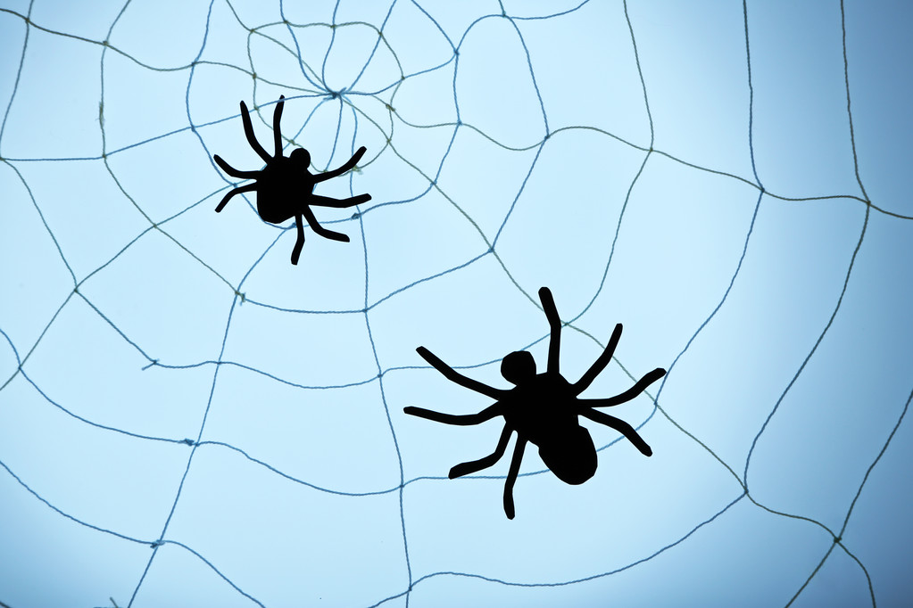 zwarte spinnen op web - Foto, afbeelding