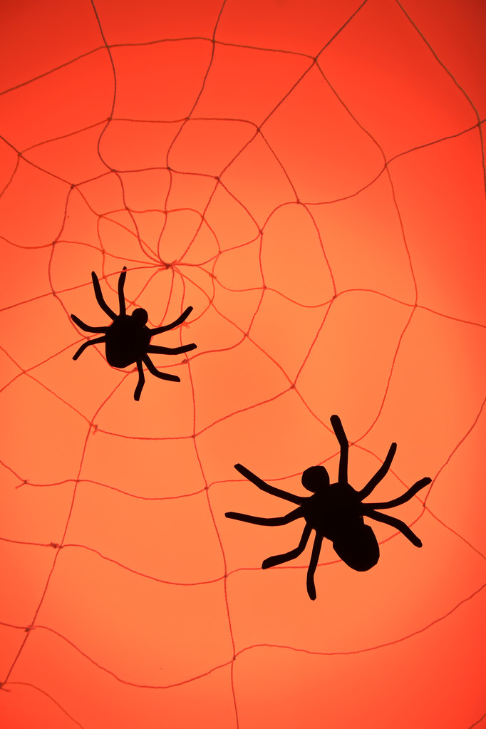 black Spiders on web - Photo, Image