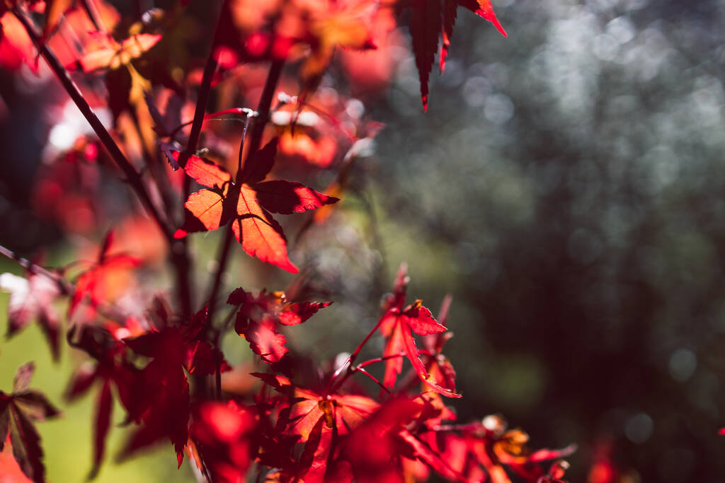 червона японська кленова рослина на відкритому повітрі, що сяє на сонці, крупним планом знімок на надзвичайно малій глибині різкості
 - Фото, зображення