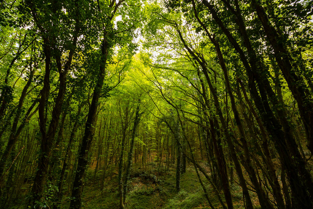 Yeşillik orman. İlkbaharda yemyeşil bir ormanda uzun ağaçlar. Doğa ya da çevre ya da karbon ağ-sıfır konsept fotoğrafı. - Fotoğraf, Görsel