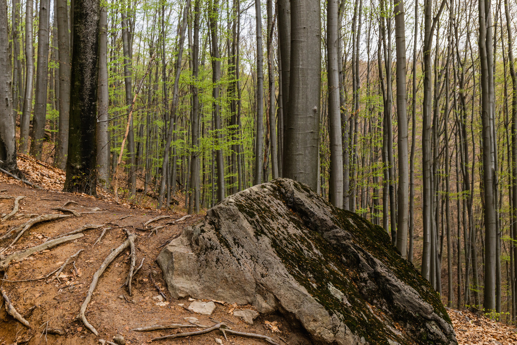 Large stone and wooden roots on ground in mountain forest  - Фото, изображение