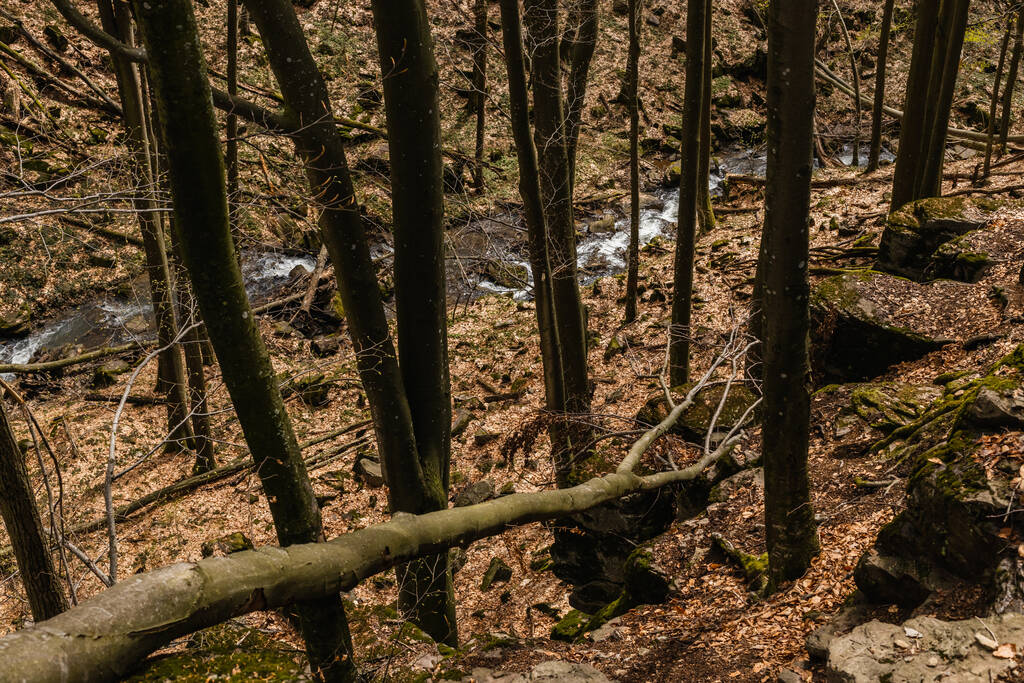 Vysoký úhel pohledu na stromy a kameny v blízkosti horského potoka v lese  - Fotografie, Obrázek