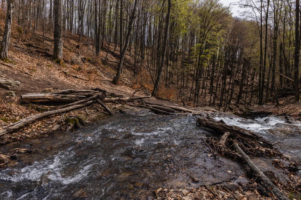 Mountain creek near trees in forest  - Photo, image