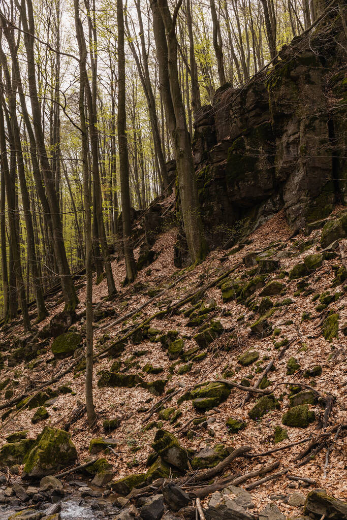 Bosques y piedras en el musgo en la colina en el bosque de montaña  - Foto, Imagen