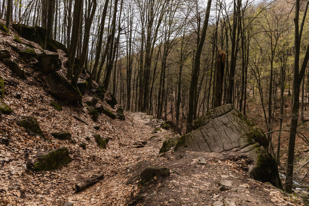 Grandi pietre con foglie secche nella foresta di montagna  - Foto, immagini