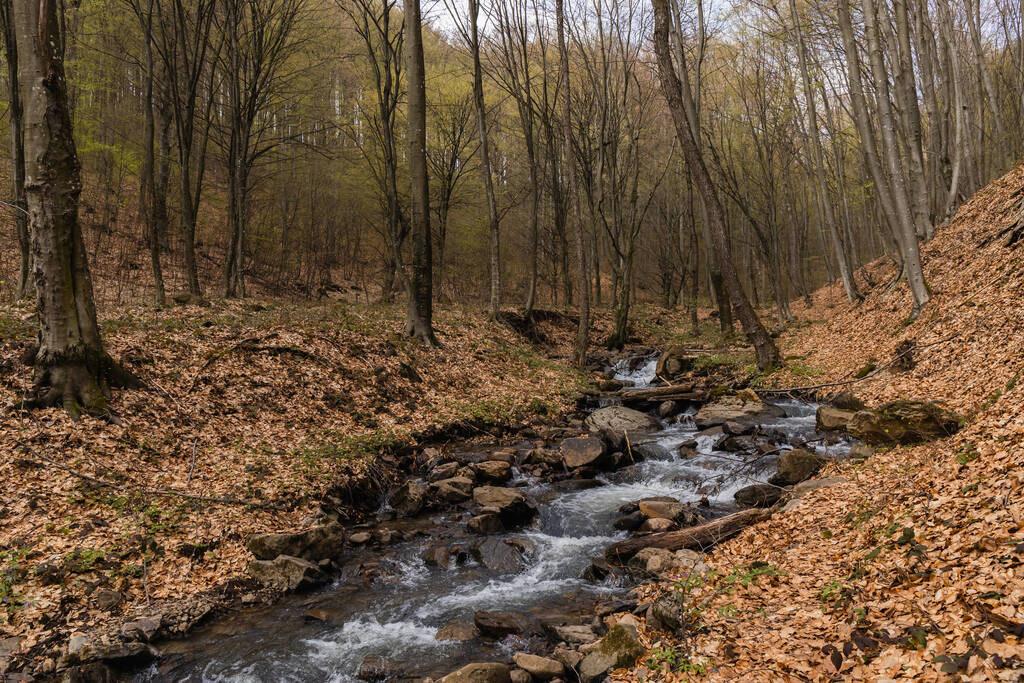 Río y piedras cerca de hojas caídas en bosque montañoso  - Foto, imagen