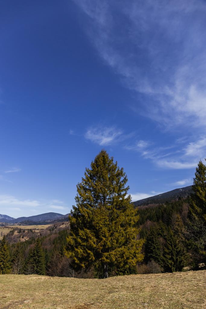 Árboles siempreverdes con montañas y cielo azul al fondo  - Foto, Imagen