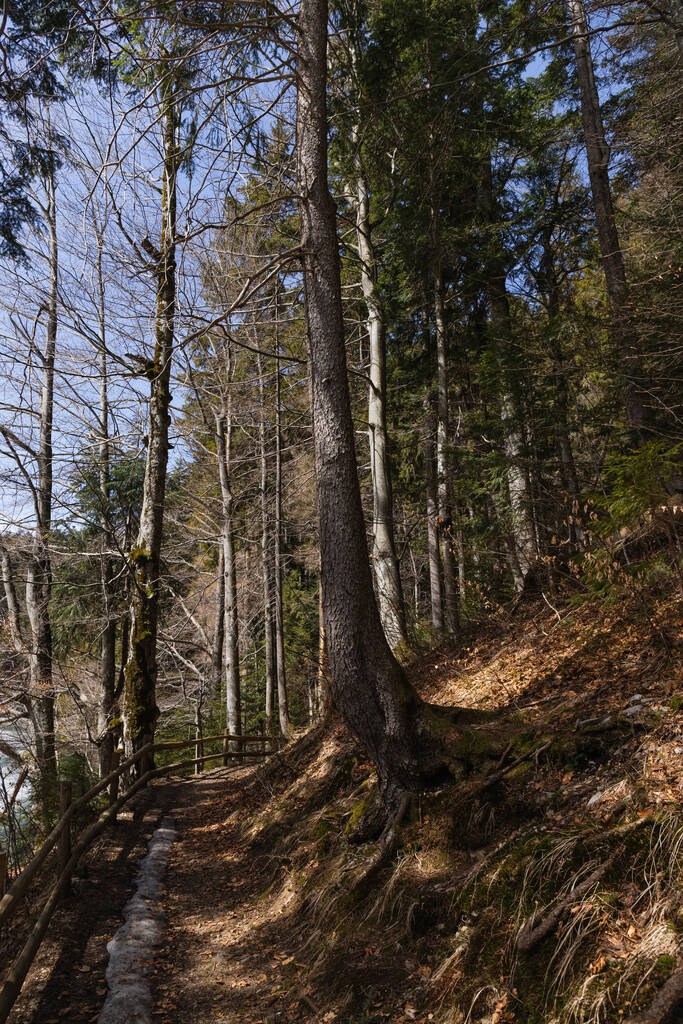 Camino cerca de los árboles en la colina en el bosque  - Foto, Imagen