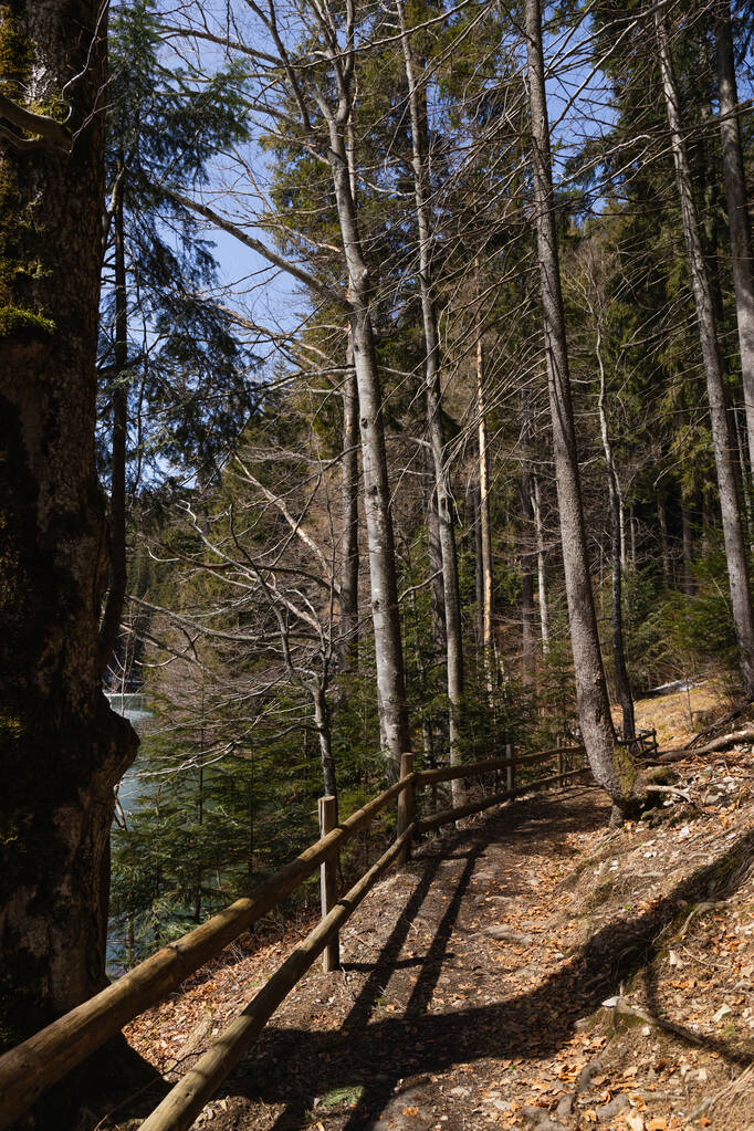 Árvores de abeto perto de passarela com cerca na floresta  - Foto, Imagem