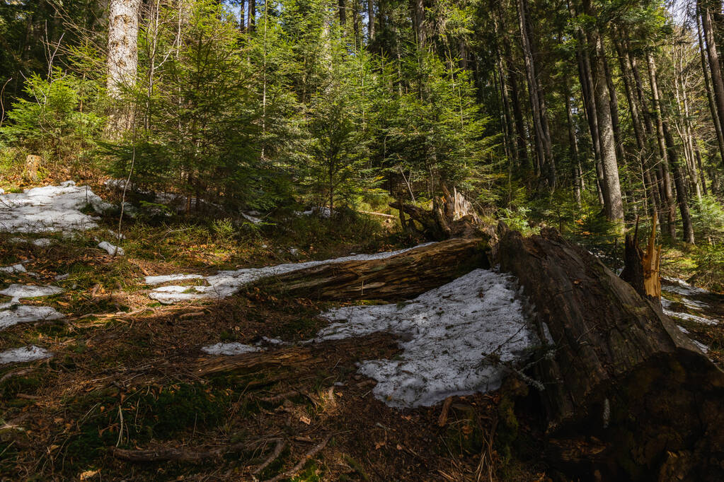 Śnieg na ziemi w lesie wiosną  - Zdjęcie, obraz