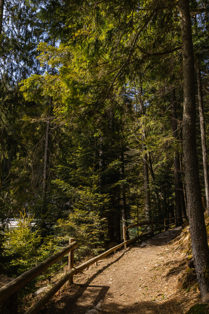 Gehweg und Zaun mit Sonnenlicht im immergrünen Wald  - Foto, Bild