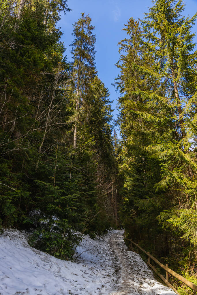 Pad met sneeuw in de buurt van groenblijvende bomen met zonlicht in het bos  - Foto, afbeelding
