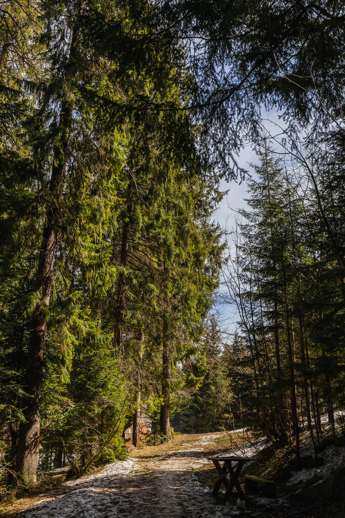 Spruce forest with snow on ground in spring  - Photo, image