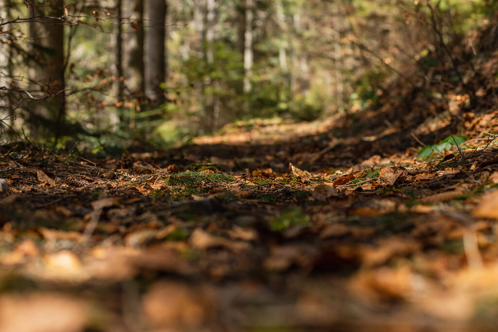 Suché listí na zem v lese  - Fotografie, Obrázek