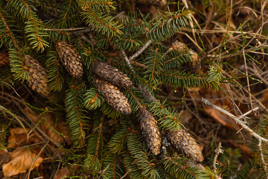 Cones on branch of evergreen tree in forest  - 写真・画像