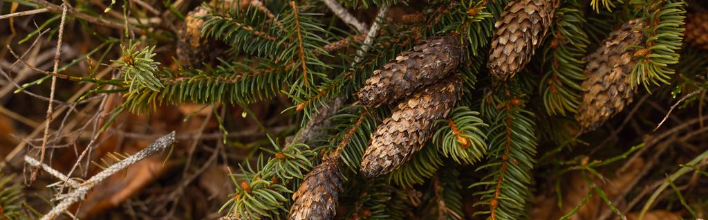 Cones on branch of spruce tree in forest, banner  - Foto, Imagen