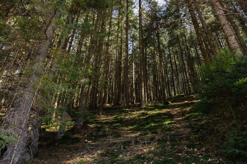 Scénický pohled na smrkový les se slunečním světlem na zemi  - Fotografie, Obrázek