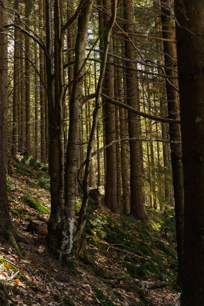 Alberi in collina nel bosco di montagna  - Foto, immagini