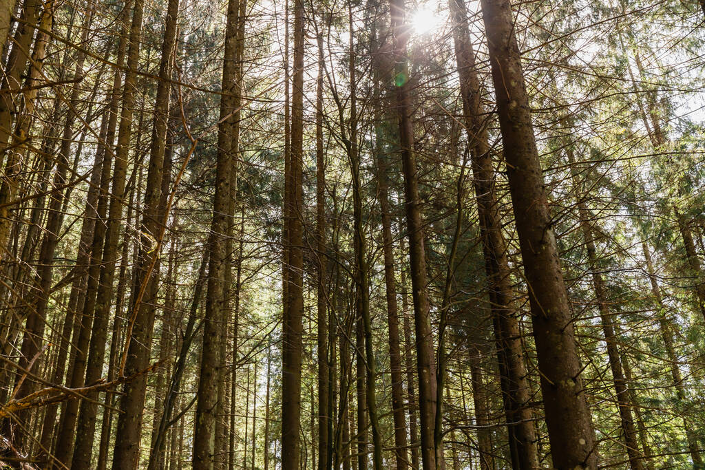 Sol y árboles de coníferas en el bosque  - Foto, Imagen
