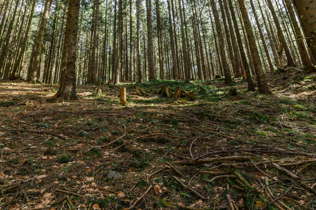 Dřevěné větve na louce ve smrkovém lese  - Fotografie, Obrázek