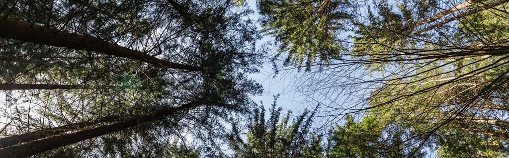 Bodemzicht op bomen in bos en blauwe lucht, banner  - Foto, afbeelding