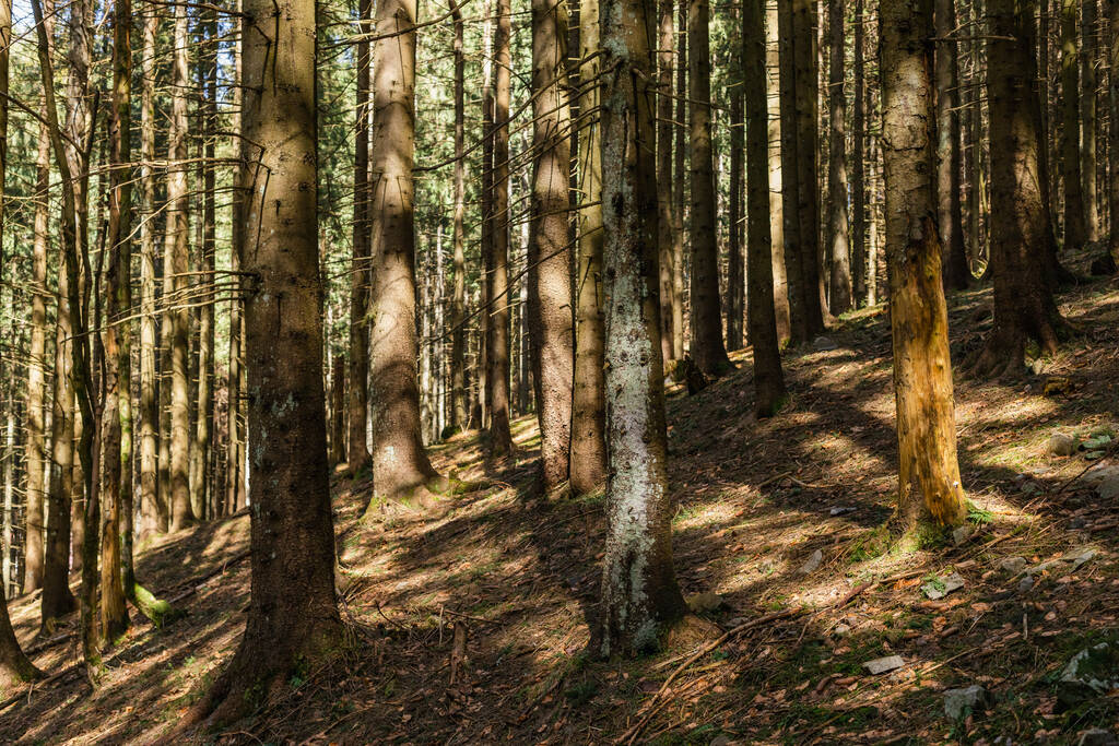 Lumière du soleil sur les troncs de conifères n forêt  - Photo, image