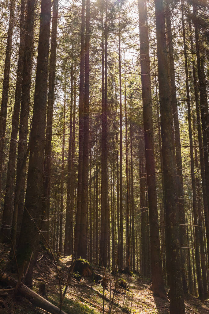 Napfény a mohás tisztáson a lucfenyőerdőben  - Fotó, kép