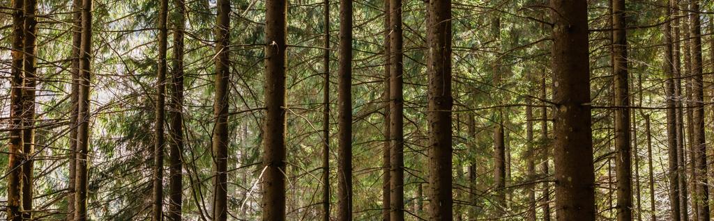 Árvores de coníferas na floresta durante o dia, bandeira  - Foto, Imagem