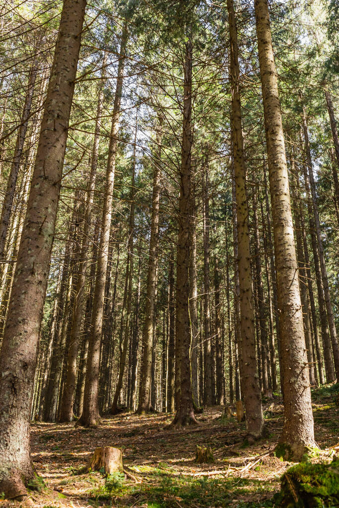 Мальовничий вид сонячного світла на галявині в хвойних лісах
  - Фото, зображення