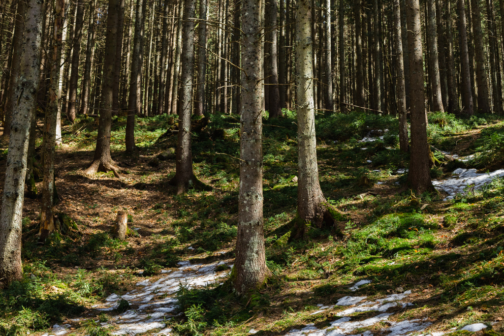 Sníh na kopci v horském lese  - Fotografie, Obrázek