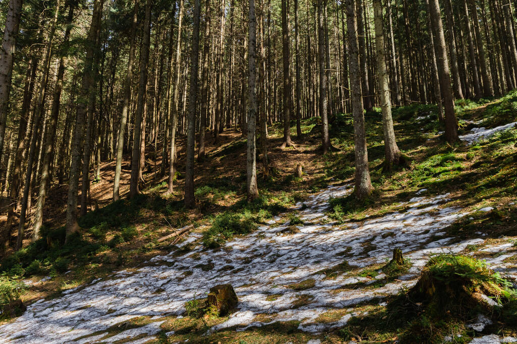 Glade avec mousse et neige sur la colline dans la forêt de conifères  - Photo, image
