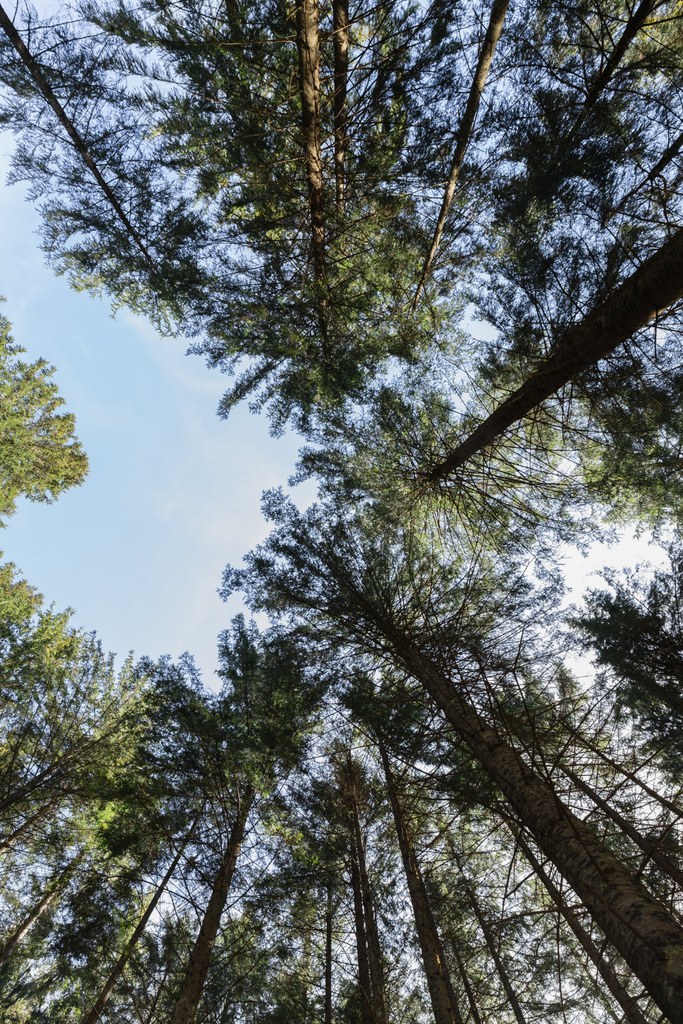 Bottom view of tall pine trees and blue sky  - 写真・画像