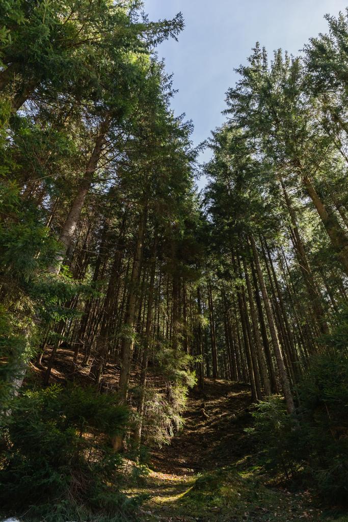 Szeroki kąt widzenia drzew iglastych na wzgórzu w lesie  - Zdjęcie, obraz