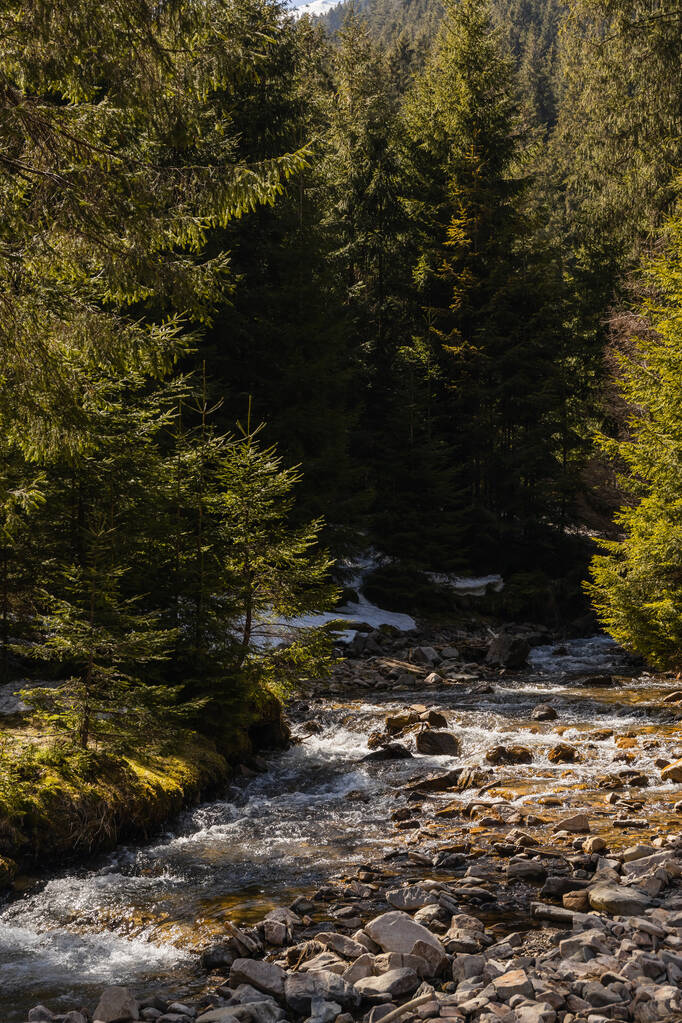 Ορεινός ποταμός με πέτρες και κωνοφόρα δέντρα την ημέρα  - Φωτογραφία, εικόνα