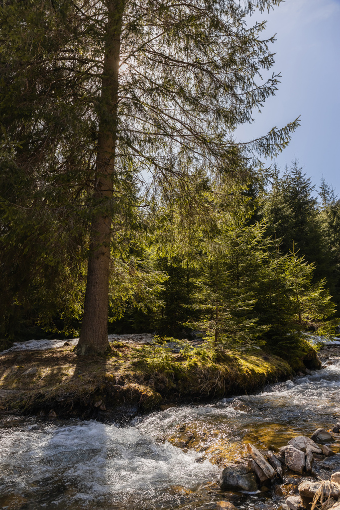 Mountain river and coniferous trees on shore in forest  - Фото, изображение