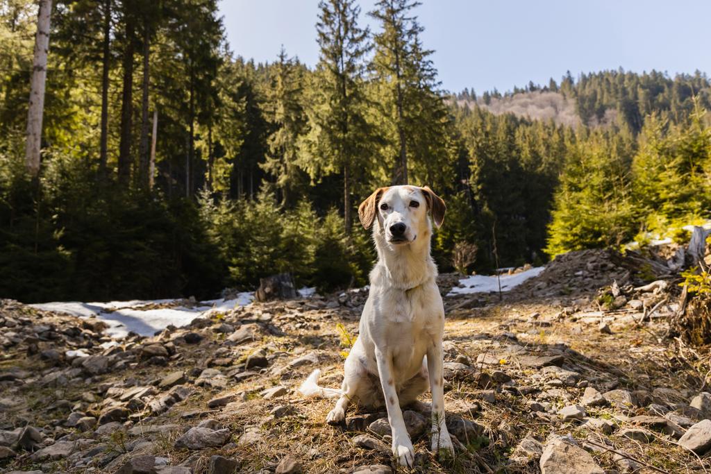 Köpek arka planda dağ ormanının yakınındaki taşlarla ormanlık alanda oturuyor.  - Fotoğraf, Görsel