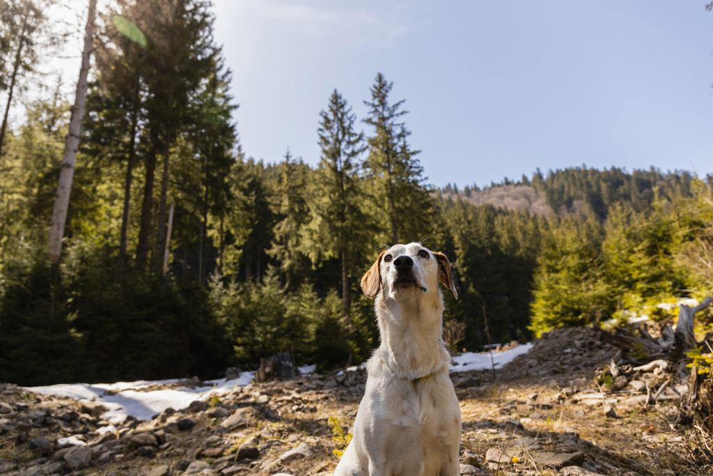 Koira katsoo pois lähellä hämärtynyttä vuoristometsää taustalla  - Valokuva, kuva
