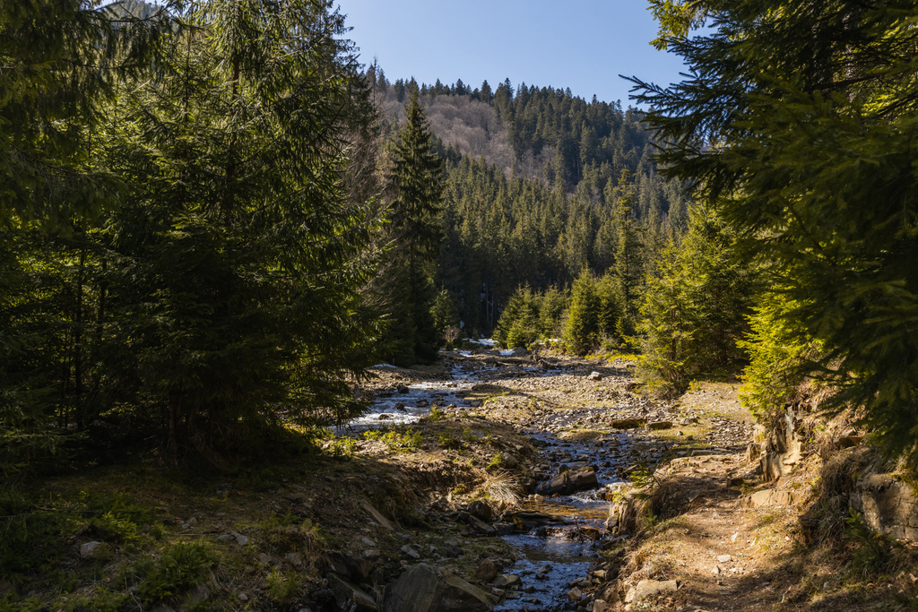 Paisagem cênica de floresta perene e rio de montanha à luz do dia  - Foto, Imagem