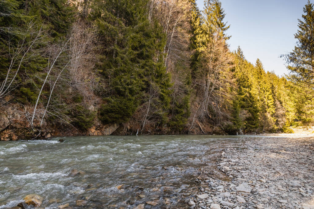 Mountain river and spruce forest at daylight  - Foto, imagen