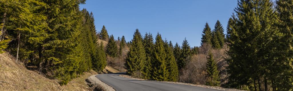 Road in pine forest with blue sky at background, banner  - Foto, Imagen