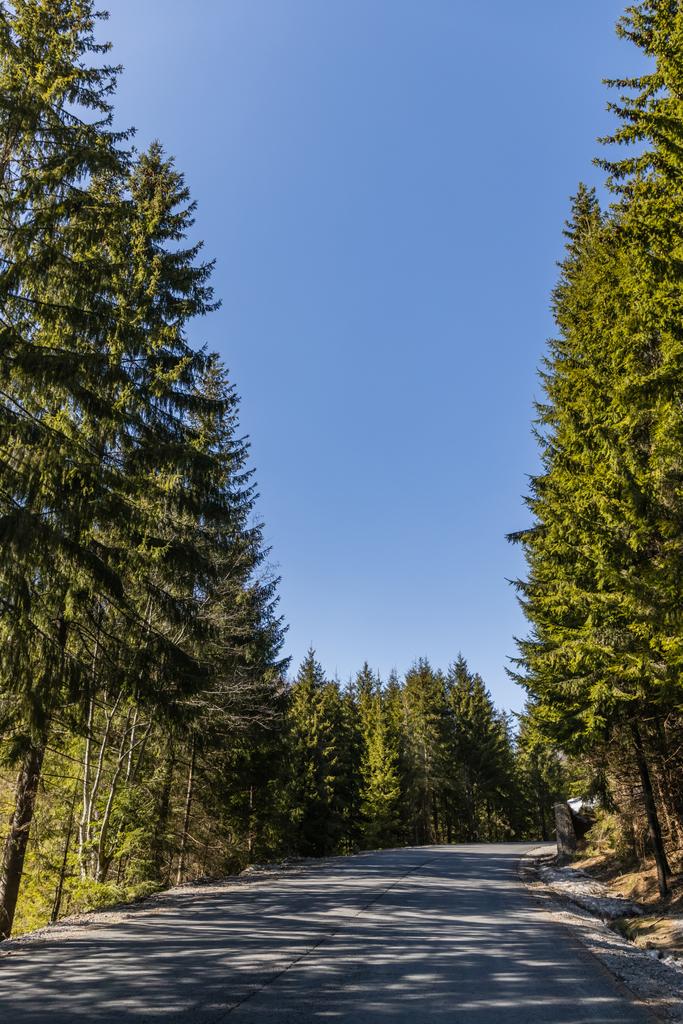 Pusta droga z cieniami w wiecznie zielonym lesie  - Zdjęcie, obraz