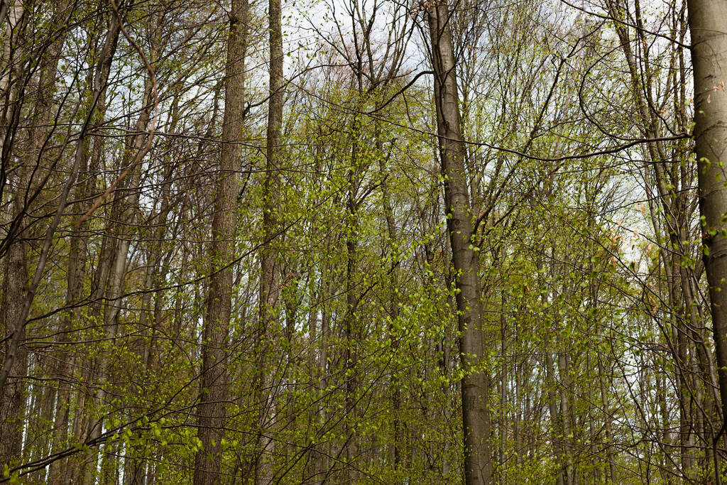 wysokie drzewa w lesie wiosna  - Zdjęcie, obraz