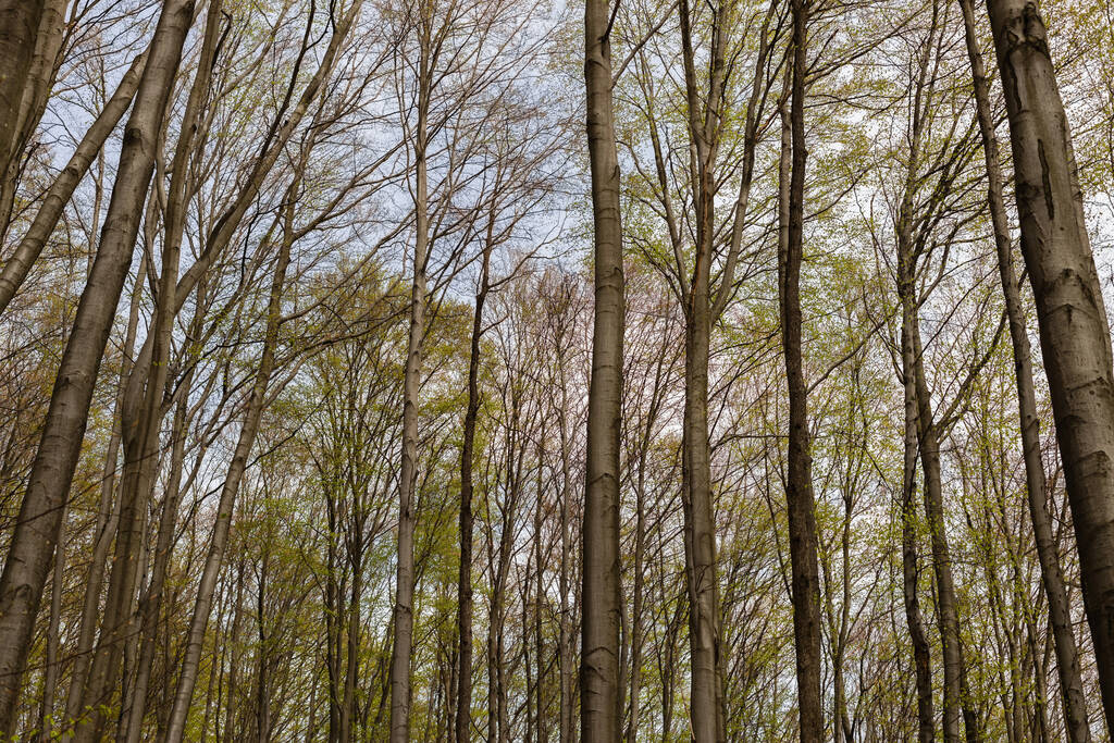 Niski kąt widzenia drzew i nieba wiosną  - Zdjęcie, obraz