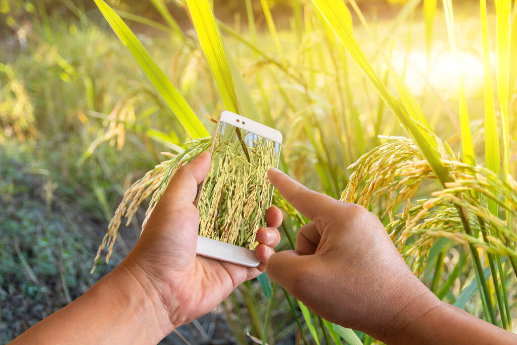 Ένα έξυπνο τηλέφωνο στο χέρι με μια γραφική θέα ενός τομέα στα χέρια, Έξυπνη γεωργία Γεωργική τεχνολογία, Smart Farmer Concep - Φωτογραφία, εικόνα